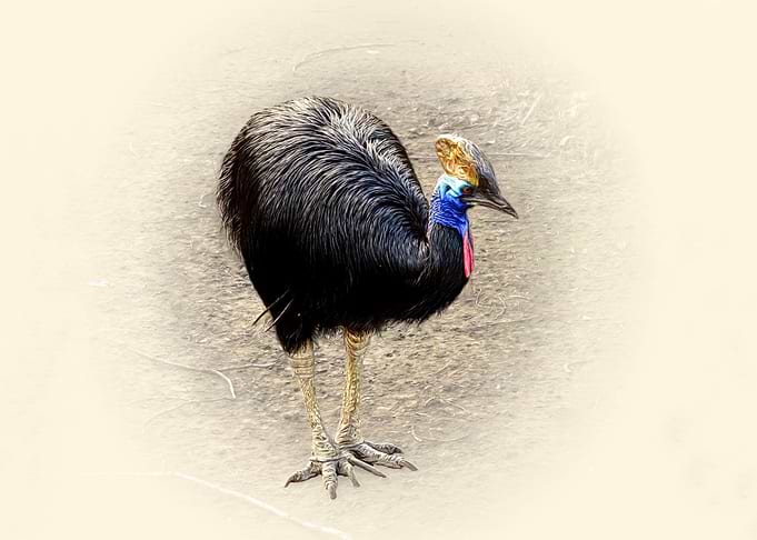 Cassowary