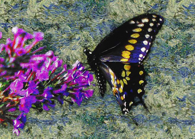 butterfly