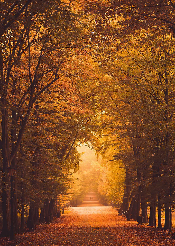 Autumn morning in the park