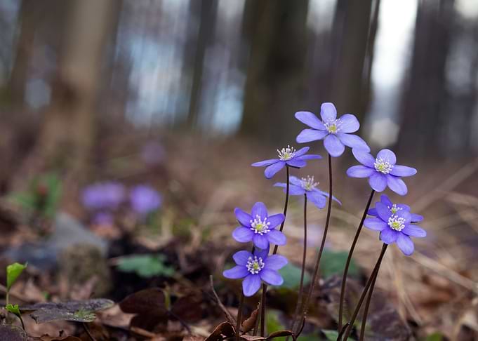 Spring flowers