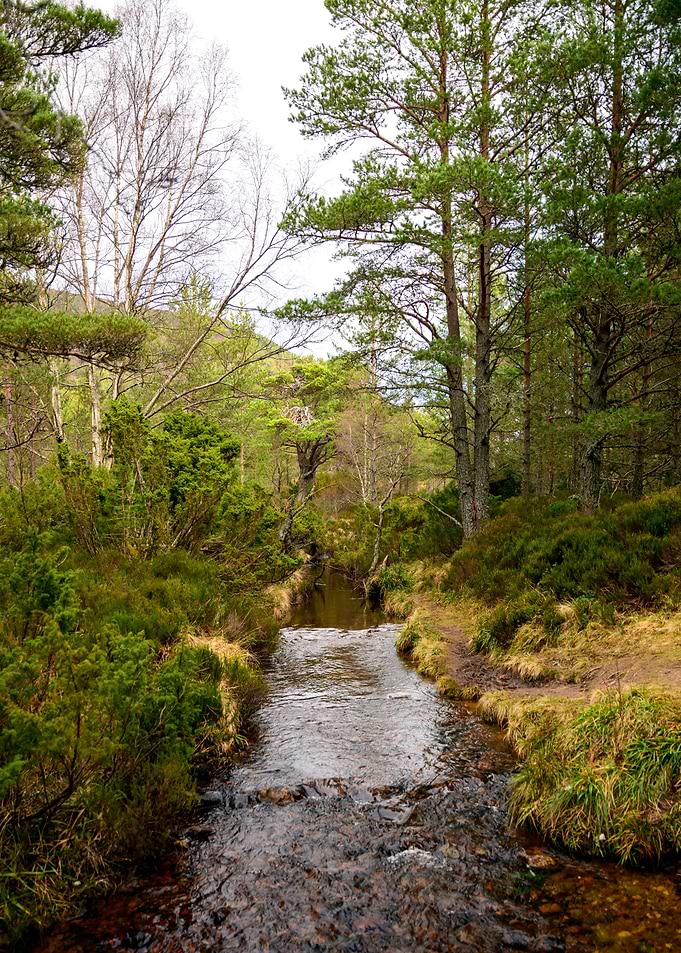 Woodland River