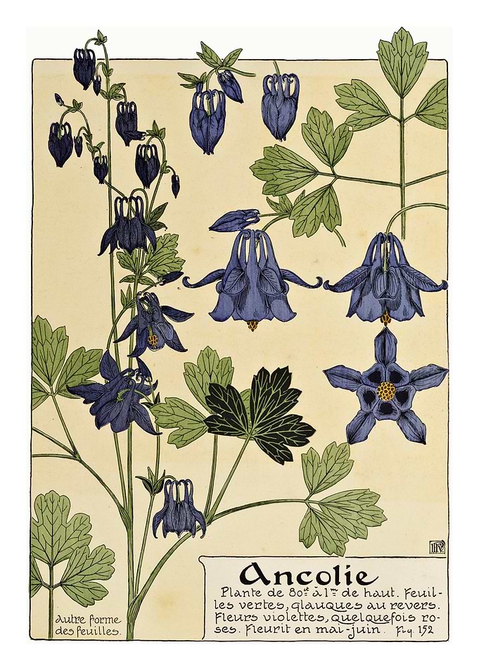 Aquilegia Columbine Flower