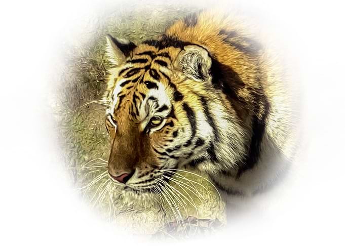 Tiger portrait