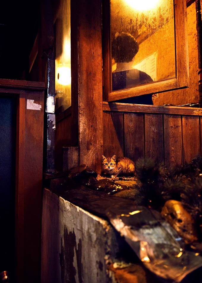 Cute Kitten Japan Garden