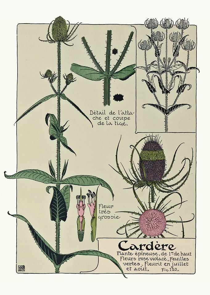 Vintage Wild Teasel Flower