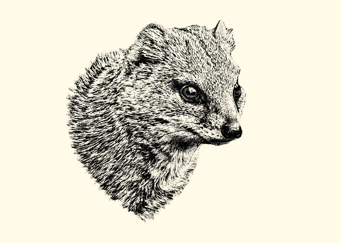 Mongoose