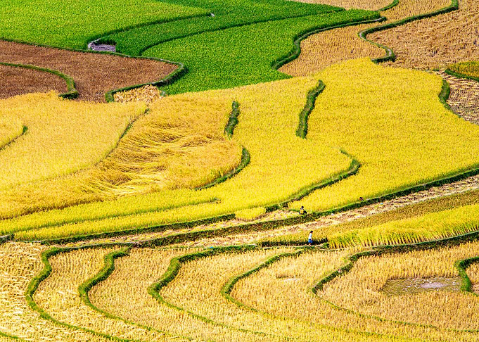 Harvest on terraced fields