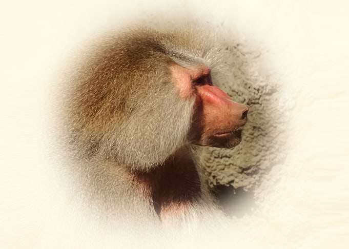 Baboon