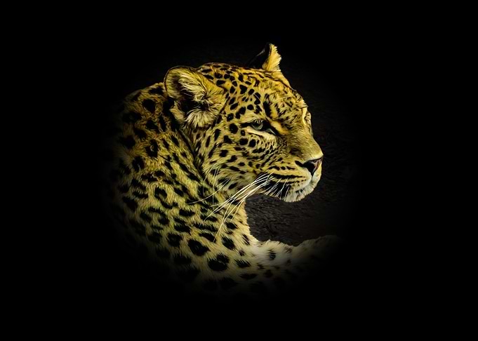 Leopard portrait