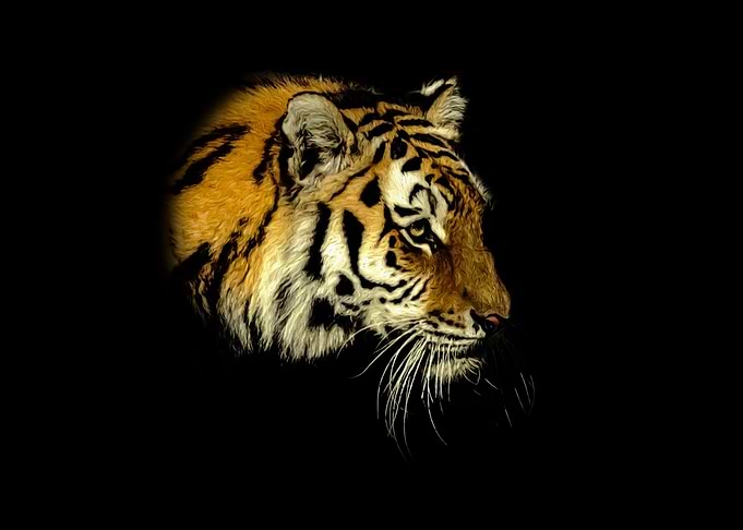 Tiger in the dark