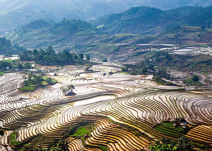 Watered rice fields