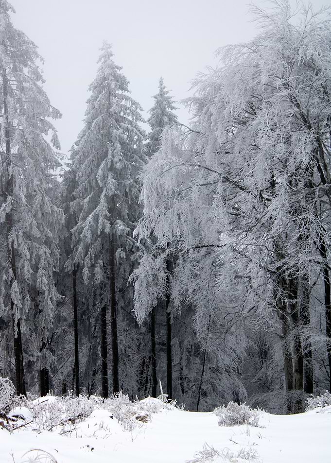 Frost Clad Forest