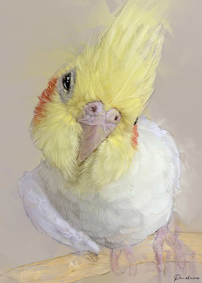 Cockatiel Portrait 006