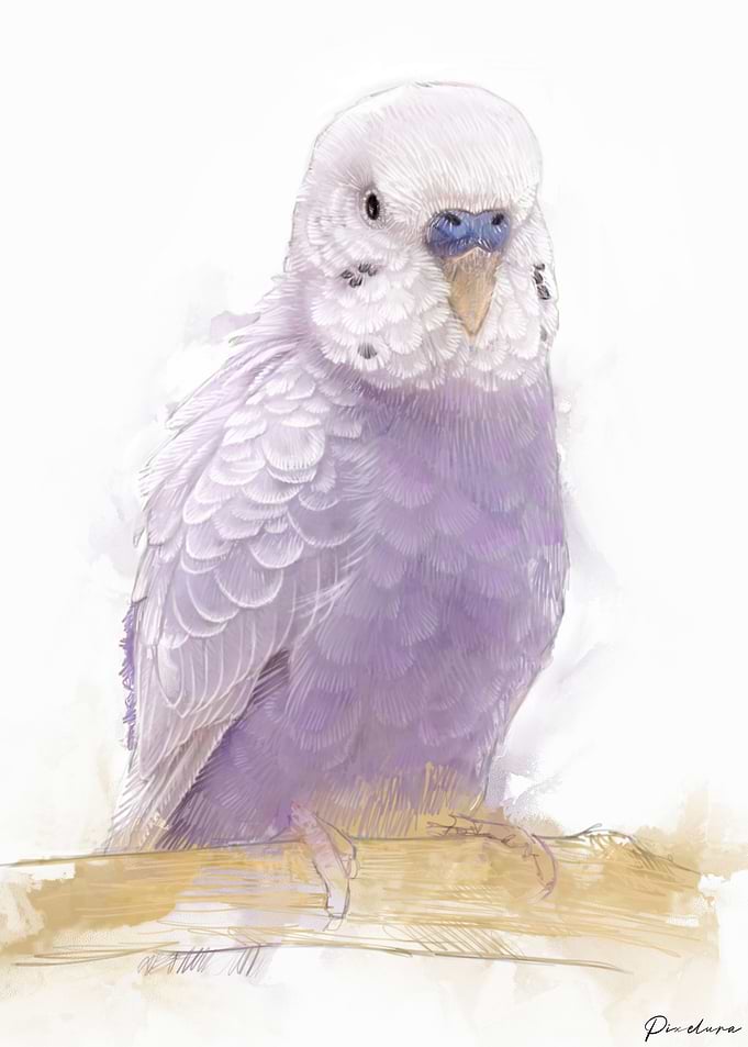 Budgie Portrait 003