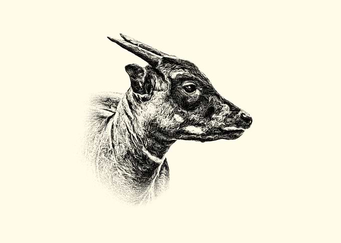 anoa portrait
