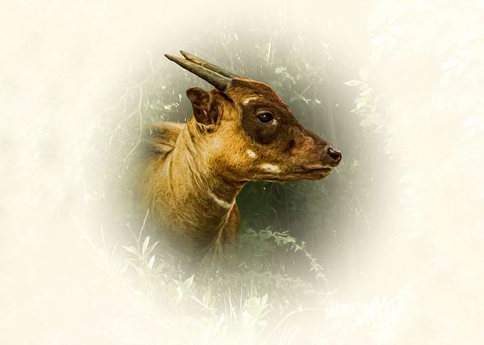 Anoa
