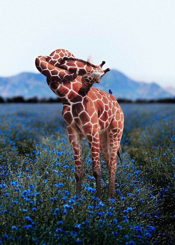 Tangled Giraffe