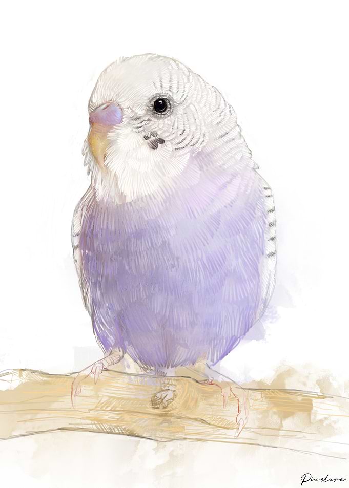 Budgie Portrait 006