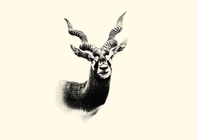 Indian antelope