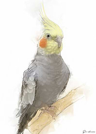 Cockatiel Portrait 014