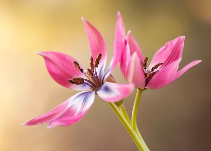 Botanical tulips
