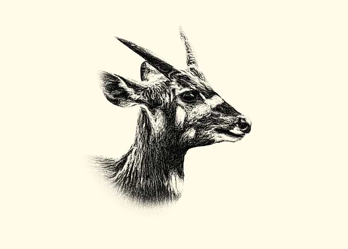 Sitatunga portrait
