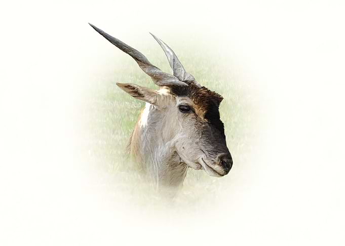 Eland antelope