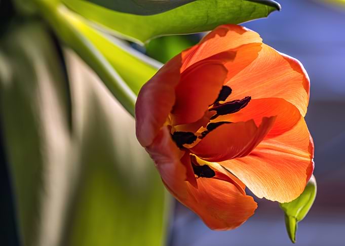 ORANGE TULIP