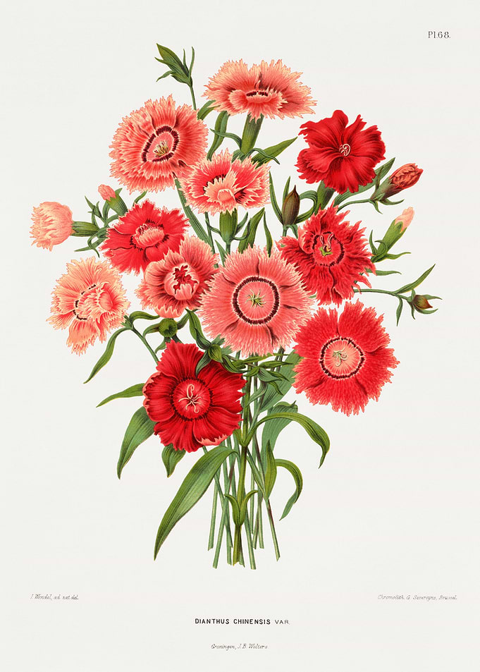 Sweet red flower