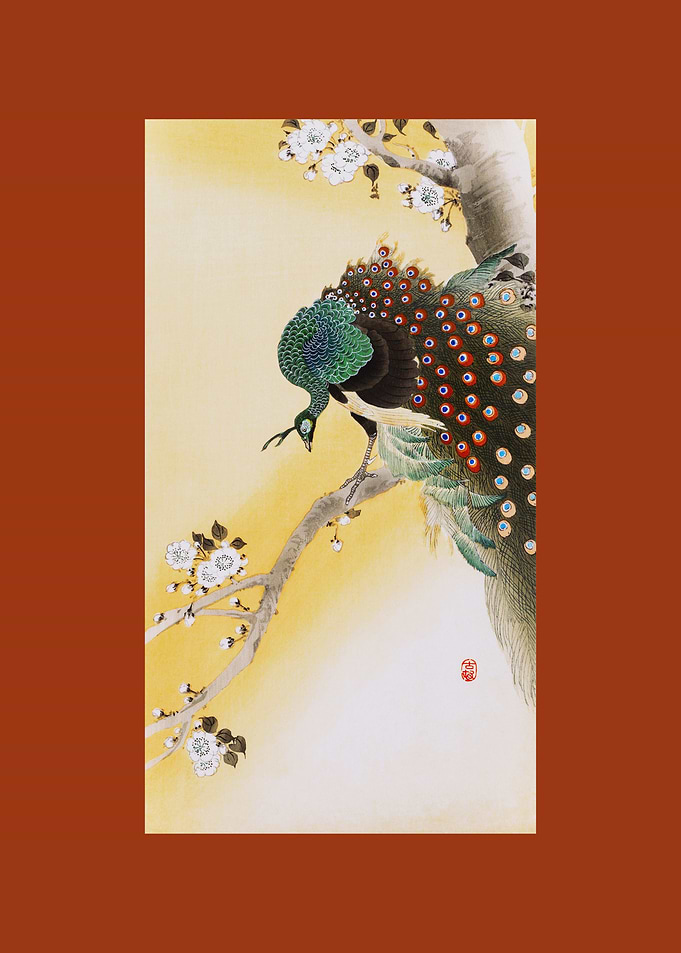 Peacock on Cherry Blossom