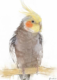 Cockatiel Portrait 015