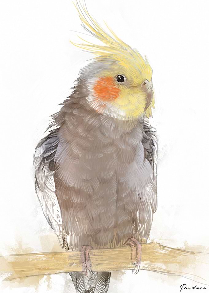 Cockatiel Portrait 015