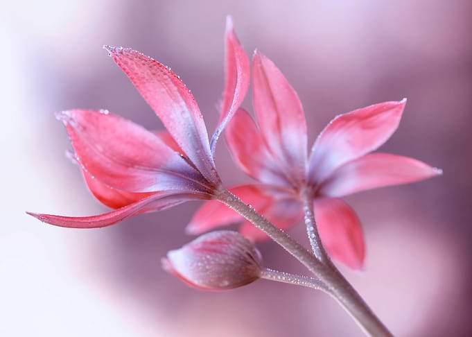 Botanical Tulips