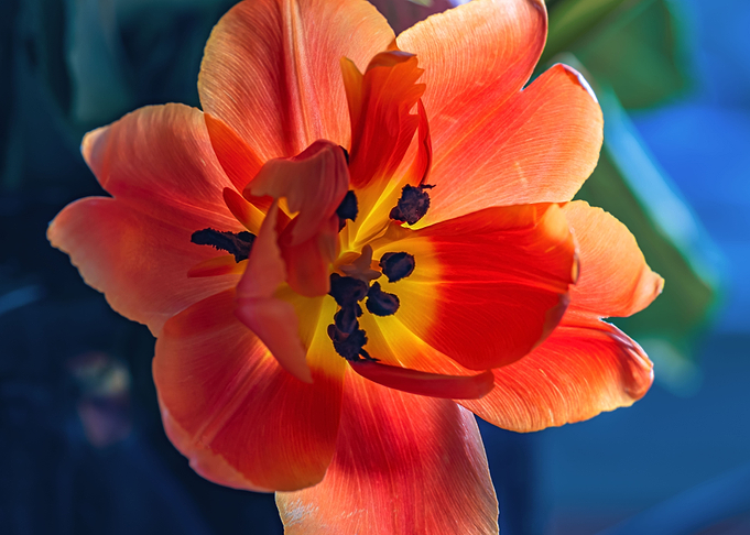ORANGE TULIP