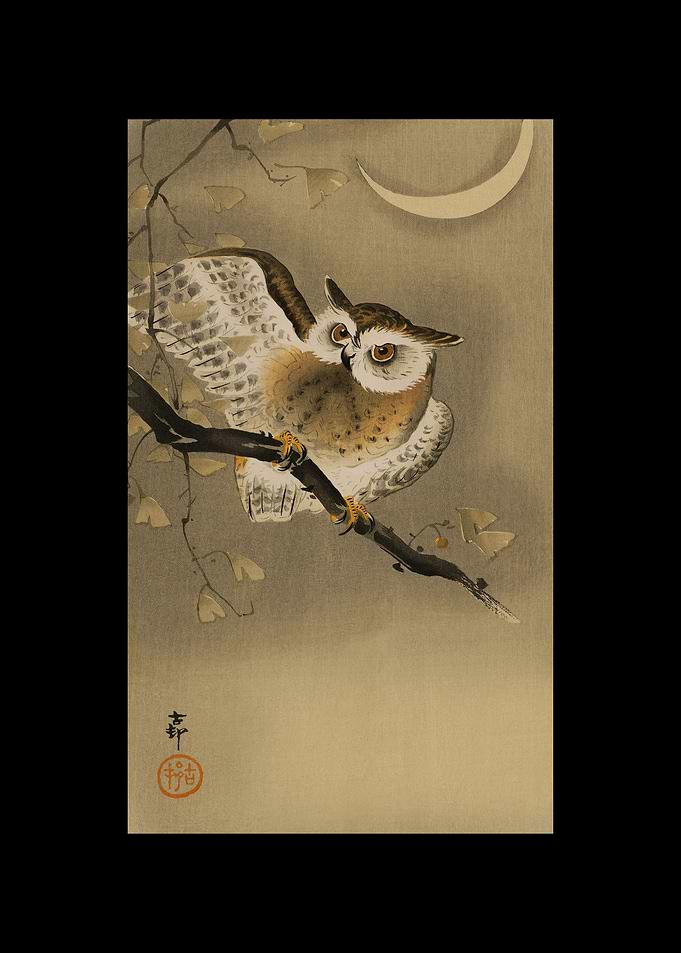 Long Eared Owl in Ginkgo