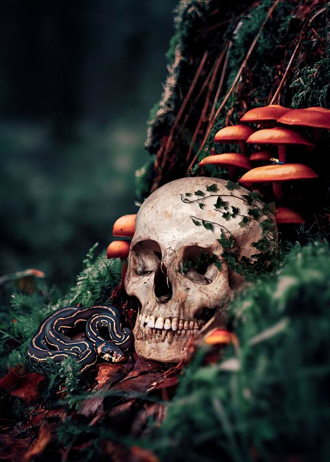 Toxic Mushroom Skull
