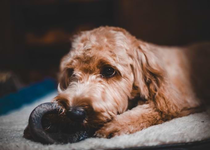 Playful Pup