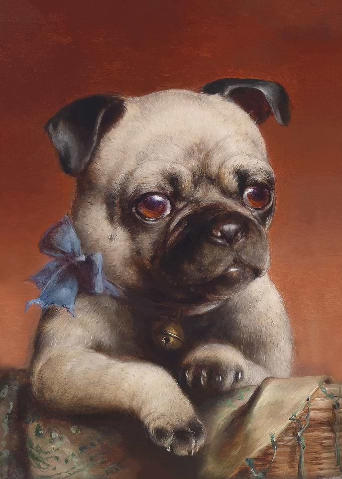 Junger Mops