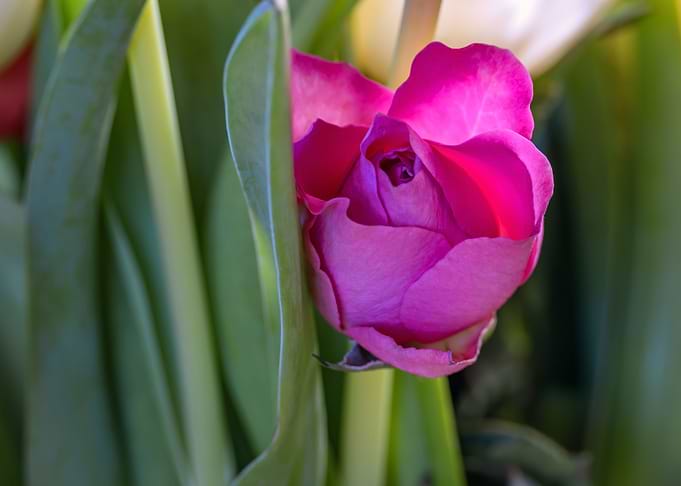 Spring Awakening