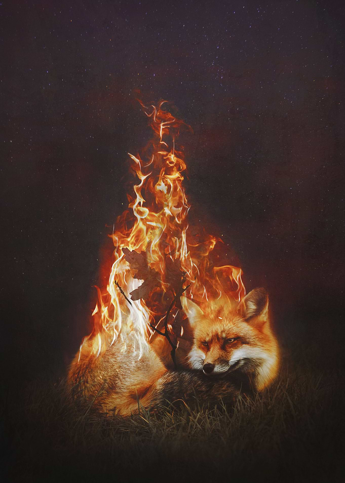 Fox of the Flame