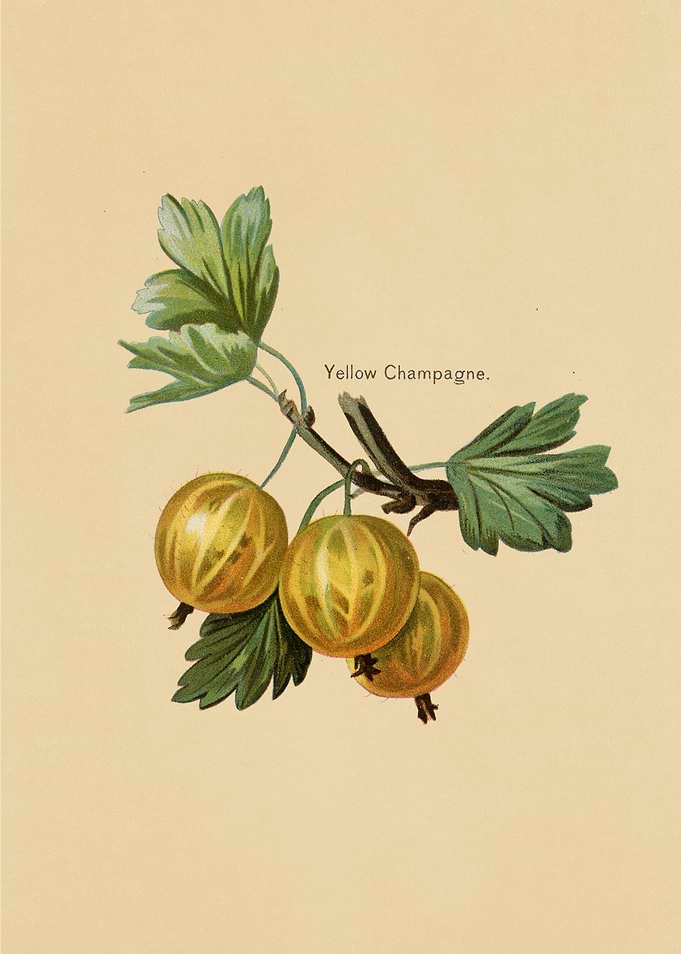 Vintage Fruits
