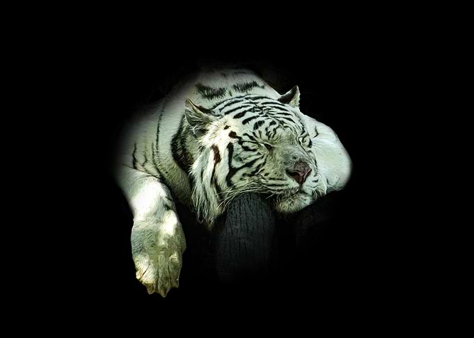 White tiger