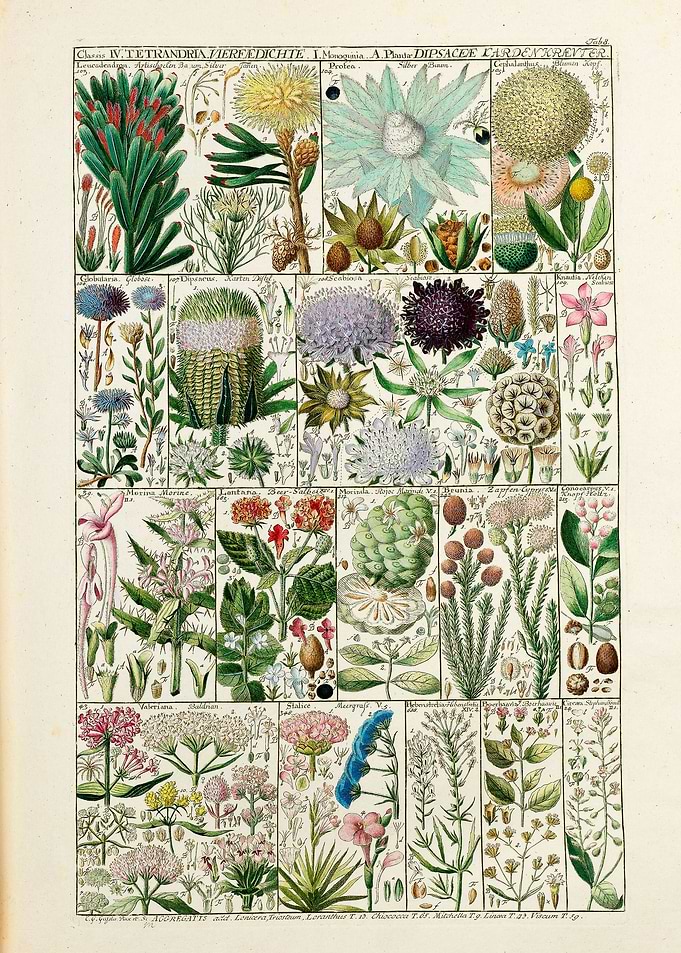 Vintage Tetrandria Flowers