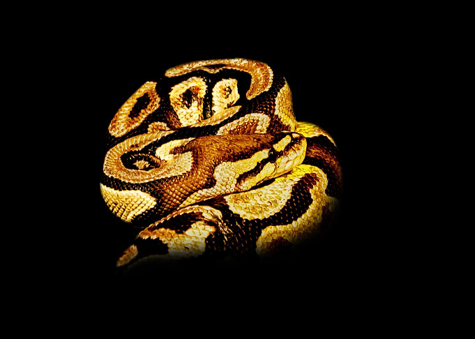 Snake