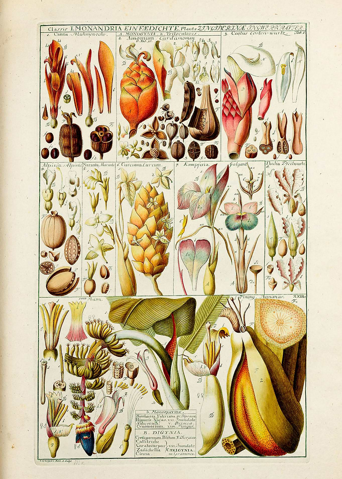 Vintage Monandria Plants
