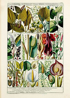 Vintage Pepper Plants