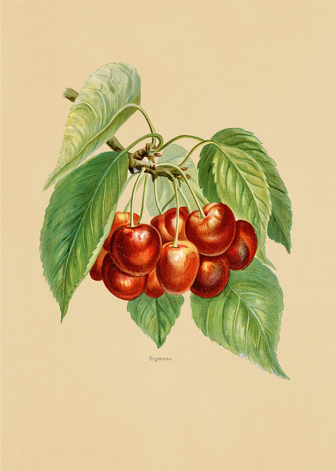 Vintage Fruits