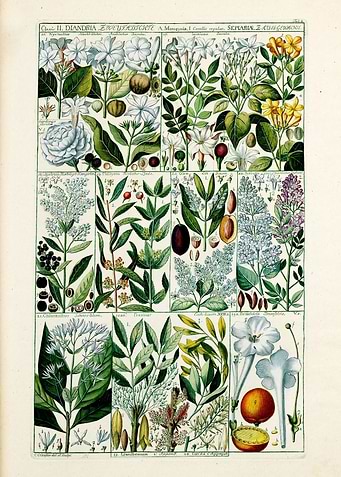 Vintage Diandria Plants