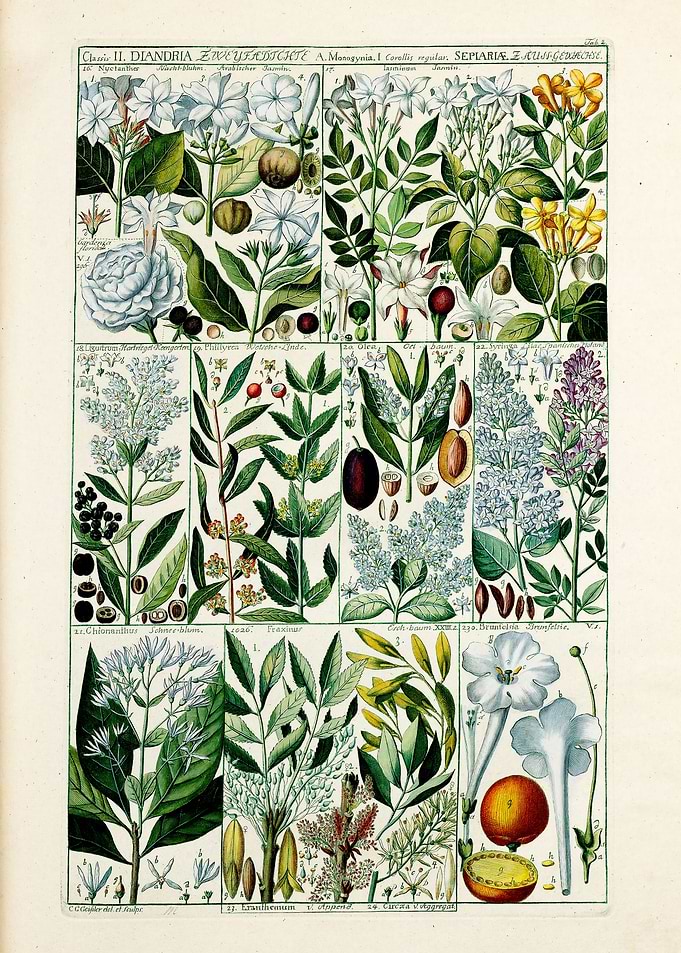 Vintage Diandria Plants