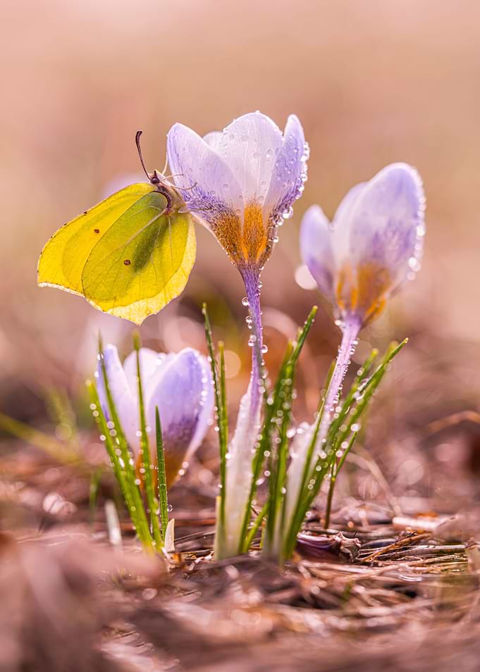 Blue crocuses